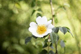Bloem  von Bastiaan Besselsen