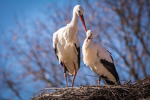 l'affection dans le règne animal