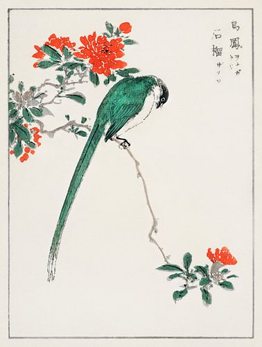 Illustration japonaise avec une mésange à longue queue et une grenade par Numata Kashu sur Studio POPPY