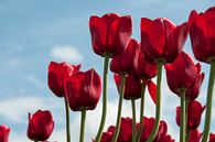 rode tulpen  von ChrisWillemsen Miniaturansicht