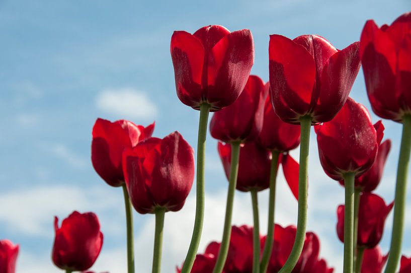rode tulpen  von ChrisWillemsen