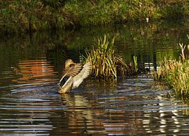 schwebende Ente von joyce kool