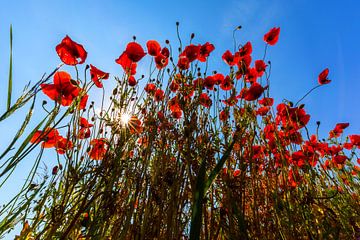 In a poppy field with sun by Frank Herrmann