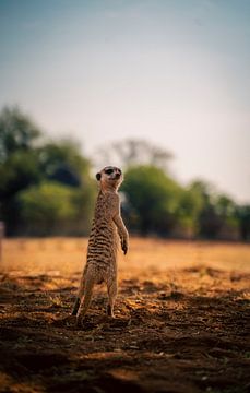 Erdmännchen in der Kalahari von Namibia, Afrika von Patrick Groß