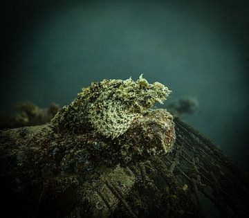 Scorpion fish @ Mabul, Maleisie by Travel Tips and Stories