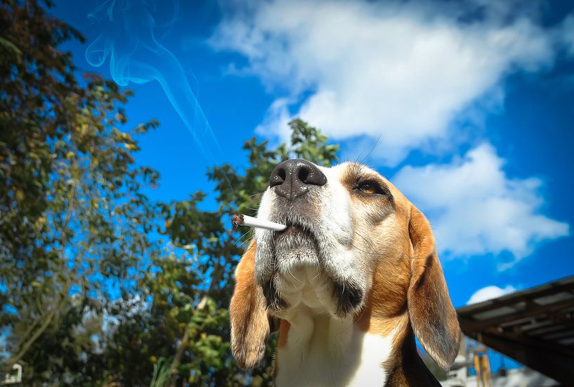 Beagle Jan by Dennis Timmer