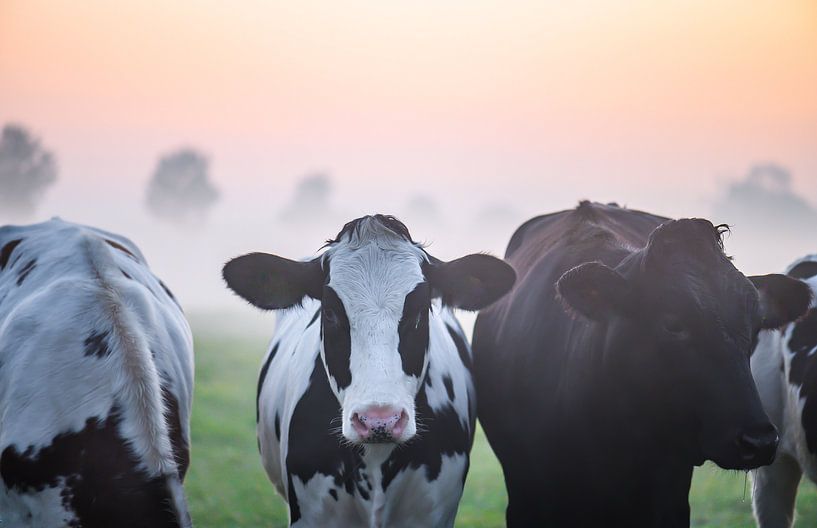 cows in the morning fog by Tania Perneel
