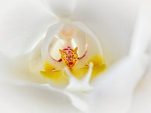Orchidée sur Rob Boon