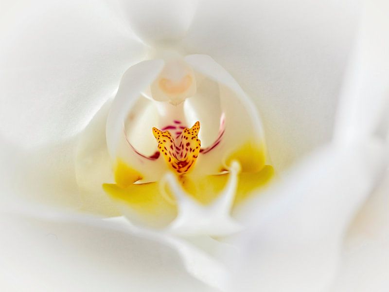 Orchidee van Rob Boon