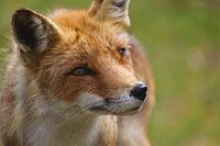 Curious fox