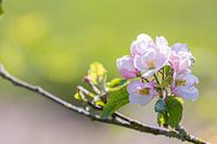 Roze appelbloesem in de Betuwe - Holland - roze, groen, pastel kleuren