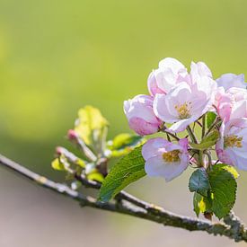Fleur de pommier rose dans la Betuwe | Hollande | rose, vert, couleurs pastel sur Wandeldingen