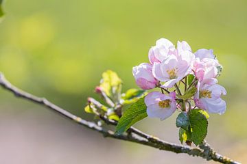 Rosa Apfelblüte in der Betuwe | Holland | rosa, grün, pastellfarben