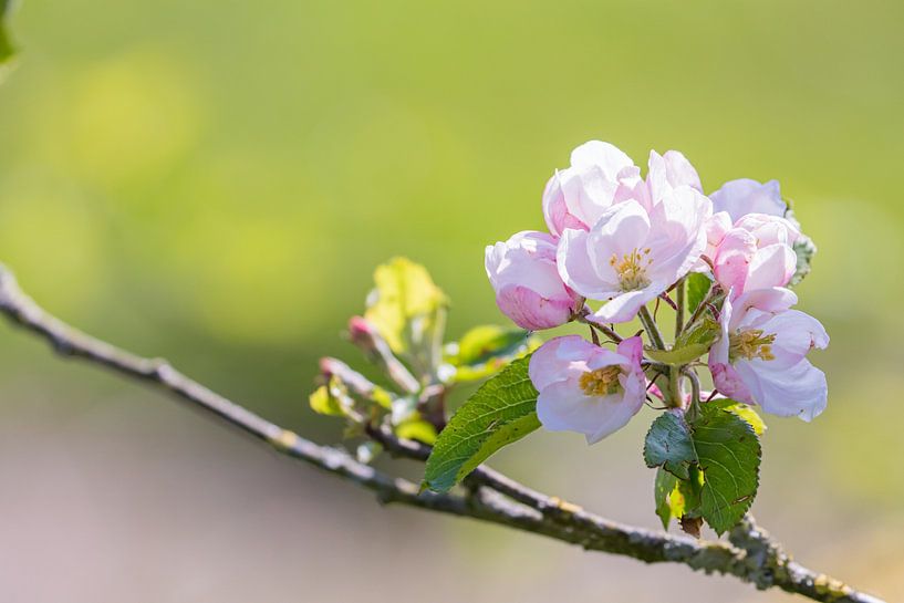 Fleur de pommier rose dans la Betuwe | Hollande | rose, vert, couleurs pastel par Wandeldingen