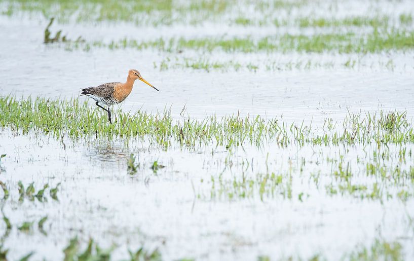 Uferschnepfe in Arkemheen von Danny Slijfer Natuurfotografie
