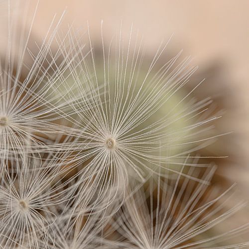 Verstopt achter een pluisje de pluizenbol