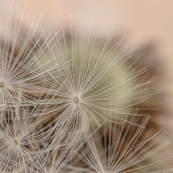 Hiding behind a fluff ball the fluff ball by Marjolijn van den Berg