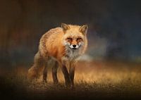 Red Fox Wildlife Photography Wall Art