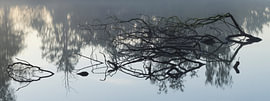Dwingelderveld (Pays-Bas)
