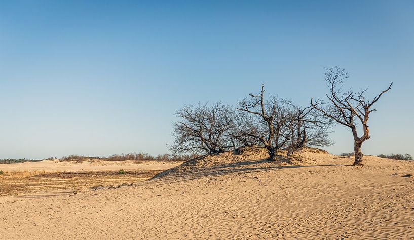 Dode bomen in het zand van Ruud Morijn
