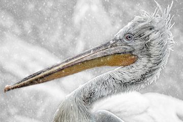 Winter kroeskop pelikaan