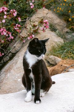 Kat in Griekenland | Fotoprint Mykonos eiland | Europa reisfotografie van HelloHappylife