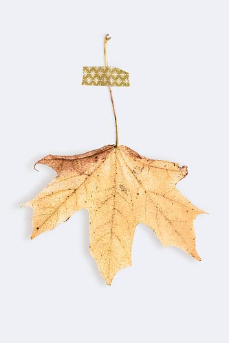 Geel Herfstblad aan muur | Natuur fotografie thema herfst
