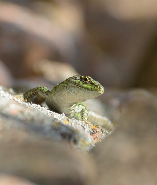 Salamander van Eveline Lenderink