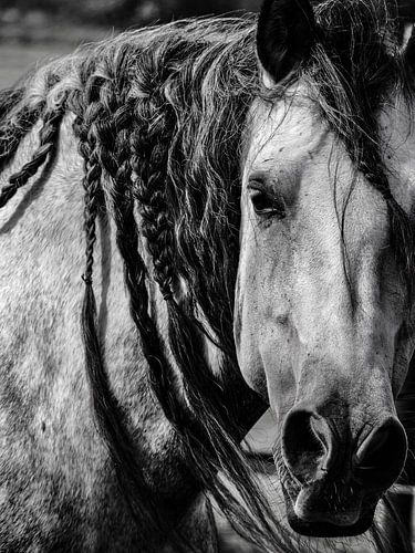 Horse black and white