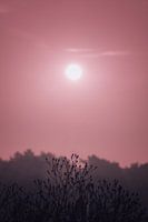 Sunset in the Schindvedse Bossen