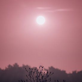 Sonnenuntergang in den Schindveldse Bossen von Linda Lu