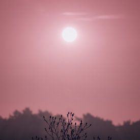 Zonsondergang in de Schindvedse Bossen van Linda Lu