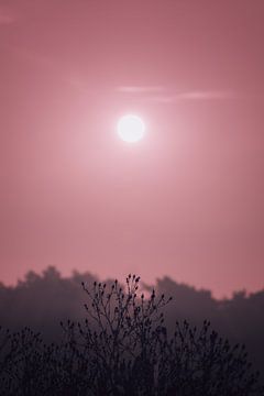 Sonnenuntergang in den Schindveldse Bossen von Linda Lu