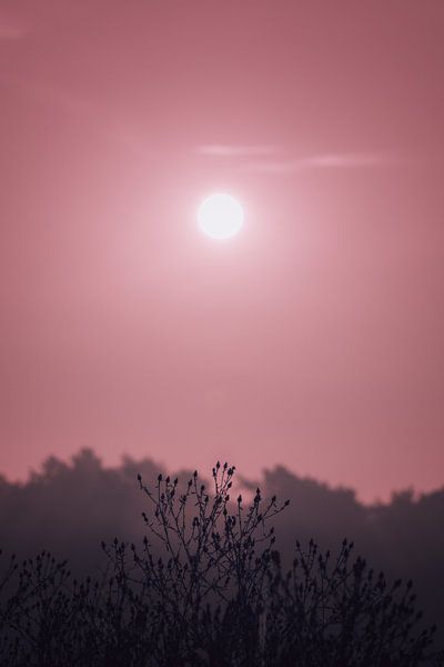 Sunset in the Schindvedse Bossen by Linda Lu