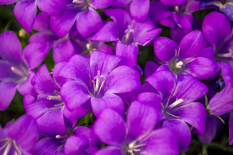 Bloemen maken blij von Brian Morgan