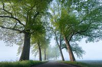 Trees in the fog | Landscape photo in Overijssel