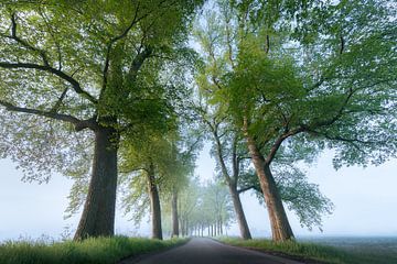 Arbres dans la brume | Photo de paysage à Overijssel sur Marijn Alons
