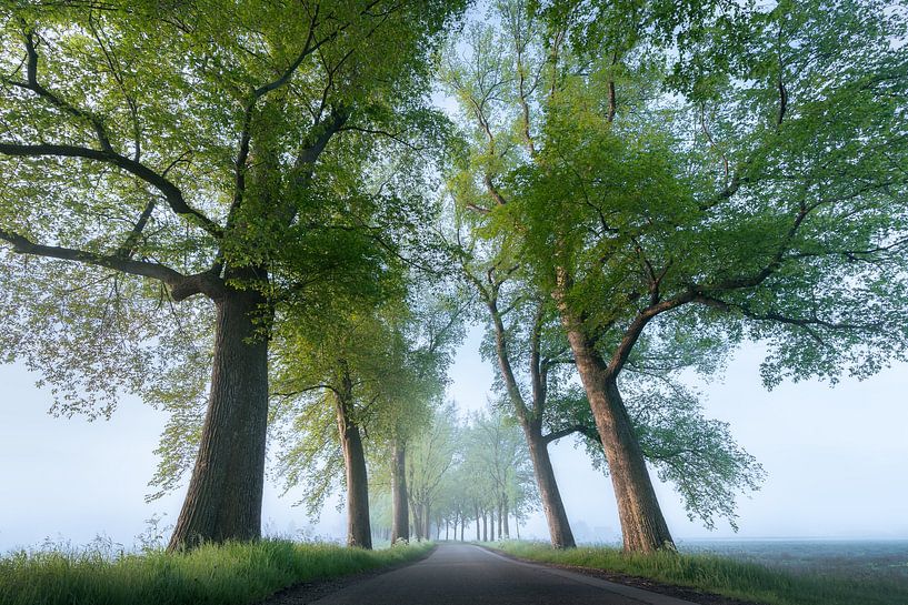 Bäume im Nebel | Landschaftsfoto in Overijssel von Marijn Alons