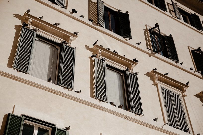 Rom-Tauben von Isis Sturtewagen