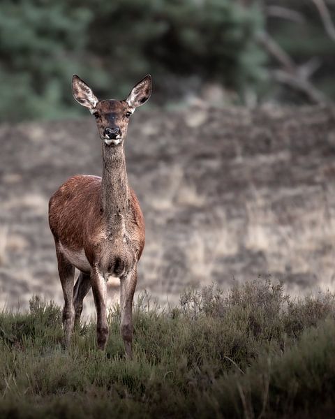 Portrait of doe by Roy Kreeftenberg