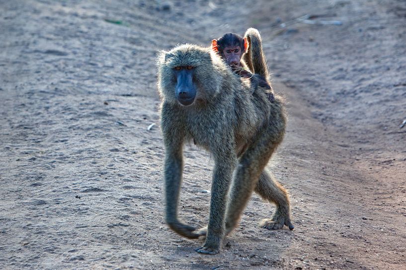Bavianen van Peter Michel