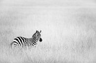 Zebra auf dem Gebiet von Sharing Wildlife Miniaturansicht