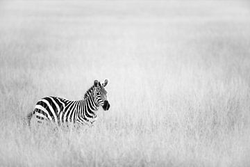 Zebra in the field by Sharing Wildlife