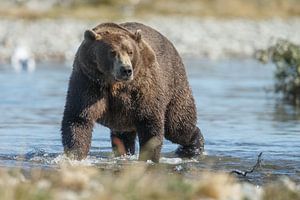 Grizzly beer op zoek naar zalm in de rivier