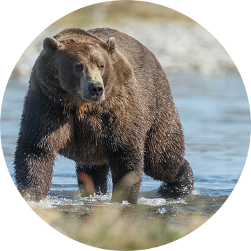 Grizzly beer op zoek naar zalm in de rivier van Menno Schaefer