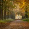 Randonneur solitaire dans une forêt d'automne sur Connie de Graaf