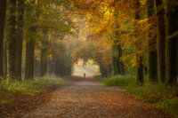 Randonneur solitaire dans une forêt d'automne