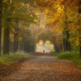 Lonely hiker in autumn forest by Connie de Graaf