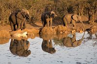 Trinkende Elefanten, kruger park südafrika