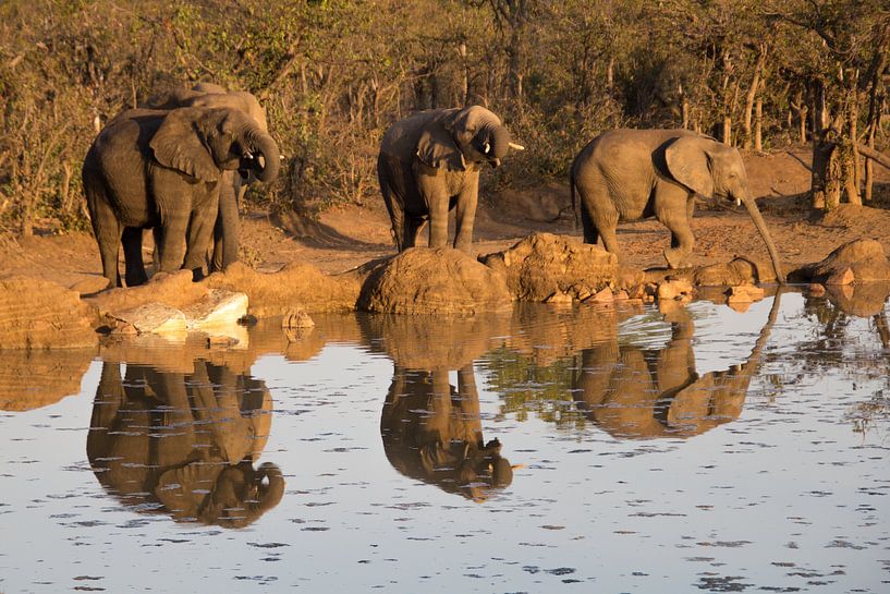 Des éléphants qui boivent, au parc Kruger en Afrique du Sud par Marijke Arends-Meiring